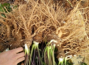 Rễ sâm đương quy và lợi ích sức khỏe từ rễ sâm đương quy